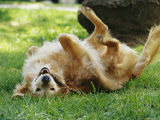 Golden Retriever Named Teddy Rolling Around Playfully Photographic Print by Jason Edwards