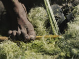 Close View of a San Bushman Making Rope From Plant Fiber Photographie par Joy Tessman