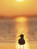 Laughing Gull, Florida Photographic Print by Roy Toft