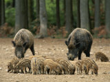 Group of Young Wild Boars Nose the Ground in Front of Two Adults Lámina fotográfica por Norbert Rosing