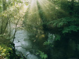 Sunlight Streams Through Trees Above a Creek Lámina fotográfica por James P. Blair Sunlight Streams Through Trees Above a Creek Lámina fotográfica por James P. Blair