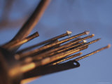 Close View of Metal Tipped Hunting Arrows Photographie par Joy Tessman