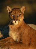 Retrato de un puma Lámina fotográfica por Norbert Rosing