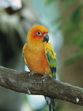 Sun Conure Parrot, Captive Photographic Print by George Grall