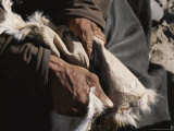San Bushman Softens Leather, Part of the Process of Tanning a Hide Photographic Print by Joy Tessman