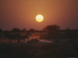 Zebra Takes a Dust Bath as Others Stand Around at Twilight Photographic Print by Kim Wolhuter