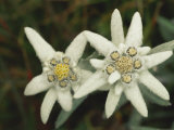 Close View of an Edelweiss Flower Photographie par Norbert Rosing