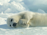 Harp Seal Pup Lies on Its Side on the Ice Lámina fotográfica por Norbert Rosing