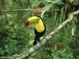 Toucan Sits on a Tree Limb in the Belize Zoo Photographie par Stephen Alvarez