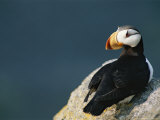 Puffin Perches on a Rock Overlooking the Water Photographic Print by Norbert Rosing