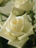 Close View of a Perfect White Rose Photographie par Marc Moritsch