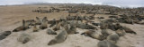 Colony of Fur Seals Lie on the Beach Photographic Print by Joy Tessman
