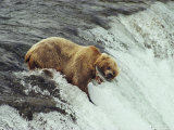 Grizzly Bear Catches a Fish in Brooks Falls 写真プリント - ポール・ポール・ニックレン Grizzly Bear Catches a Fish in Brooks Falls 写真プリント - ポール・ポール・ニックレン