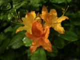 Morning Dew Clings To Flame Azalea Flowers Photographic Print by White & Petteway 