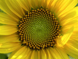 Close-up of a Sunflower at the Sunflower Blossom Center in Asheville Photographic Print by White & Petteway 