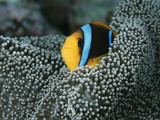 Orange-Fin Anemonefish Among the Tentacles of a Sea Anemone Photographic Print by Tim Laman