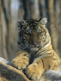 Abandoned As a Cub, the Siberian Tiger, Globus, Now a Graceful Adult Photographic Print by Marc Moritsch