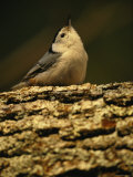 White-Breasted Nuthatch Sitting on a Tree Trunk Photographic Print by Tim Laman