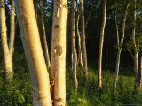 Afternoon Light on a Stand of Birch Trees Photographic Print by Michael Melford Afternoon Light on a Stand of Birch Trees Photographic Print by Michael Melford