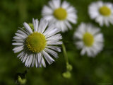 Daisy Fleabane, a Wildflower of the Blue Ridge Mountains Photographic Print by White & Petteway 
