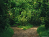 Diverging Trails in a Woodland Photographic Print by Raymond Gehman