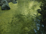 Light Reflected on the Surface of a Stream Photographic Print by Todd Gipstein