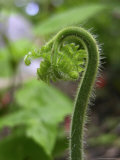 Close-up of a Fiddlehead Fern Photographic Print by White & Petteway 