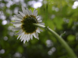 Close-up of a Daisy, Wildflower of the Blue Ridge and Smoky Mountains Photographic Print by White & Petteway 