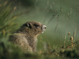 Groundhog Sitting in a Grassy Setting Photographie par Melissa Farlow