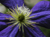 Close-up of a Clematis Flower Photographic Print by White & Petteway 