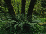 Woodland Rain Forest View with Mosses and Ferns Photographic Print by Melissa Farlow