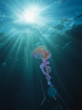 Pelagia Noctiluca Jellyfish Swimming in Sunlit Water Photographie par Brian J. Skerry