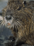 Close View of the Face of a Wet Nutria Photographic Print by Tyrone Turner