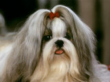 Shih Tzu Poses at a Dog Show in Bermuda Photographic Print by Rex Stucky