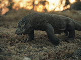 Close View of a Komodo Dragon in Komoda National Park, Rinca Island Photographic Print by Kenneth Garrett