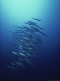 Dozens of Long-Nose Barracudas Prowl As One Valokuvavedos tekijänä David Doubilet