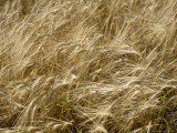 Field of Wheat Sways in the Soft Summer Breeze Photographic Print by Taylor S. Kennedy