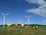 Cattle in a Field with Rows of Windmills Photographic Print by Steve Winter