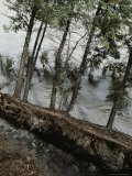 Riverbank Erosion, Tazlina River Photographic Print by George Herben