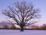 Lone Oak Tree in Delaware Park Photographic Print by Melissa Farlow