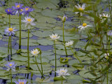 Water Lilies in Bloom Photographic Print by Randy Olson