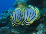 Pair of Meyer's Butterflyfish Swimming Along a Reef Wall Photographic Print by Tim Laman