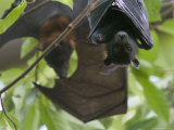 Fruit Bats Roosting in a Tree Photographic Print by Randy Olson