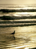 Gull Stands in the Atlantic Ocean's Surf at Sunset Lámina fotográfica por Rex Stucky
