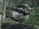 Ruffed Grouse Walking Along a Fallen Tree Trunk Photographic Print by Michael S. Quinton
