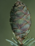 Close-up of a New Black Spruce Cone Photographic Print by George Herben