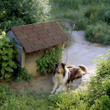 Collie Relaxes Next To Its Doghouse Photographic Print by Rex Stucky