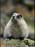 Portrait of a Hoary Marmot Sitting on a Lichen Encrusted Rock Photographic Print by Michael S. Quinton