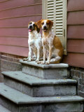 Pair of Mixed Breed Dogs Perch on a Stoop Photographic Print by Rex Stucky