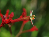 Kangaroo Paw Flower, Australian National Botanical Gardens Photographie par Simon Foale